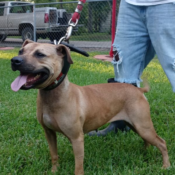 A female dog with a collar and a red leash