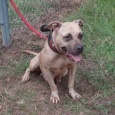 A female dog sitting on the ground