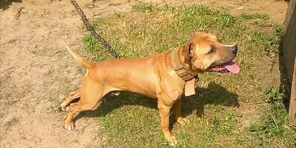 A dog panting while chained