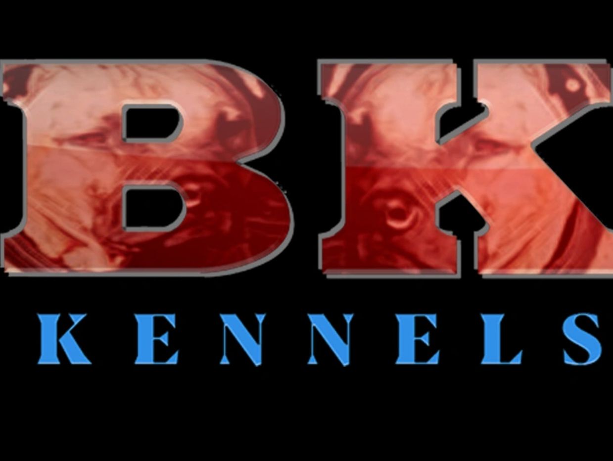 Big Kuntry Kennels American Pitbull Terrier, Pups