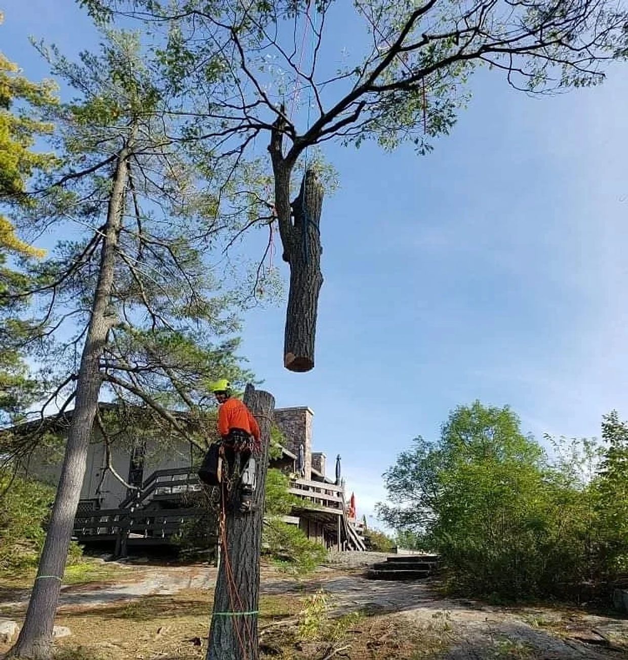 Crane Assisted Tree Removal
