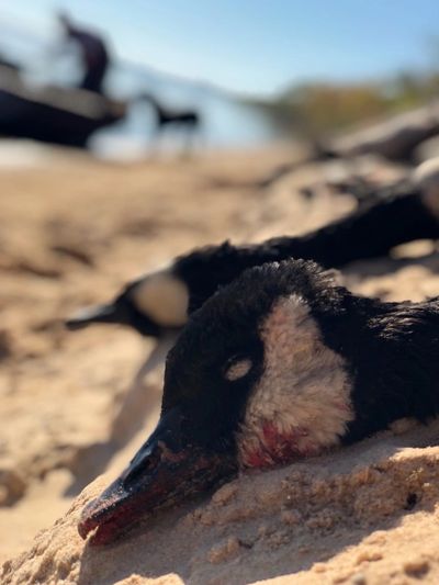 Snow Goose and Speck Hunting