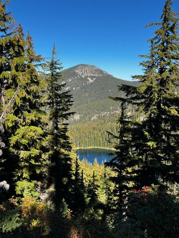 Mountain view through tall pine trees with a clear blue sky.
