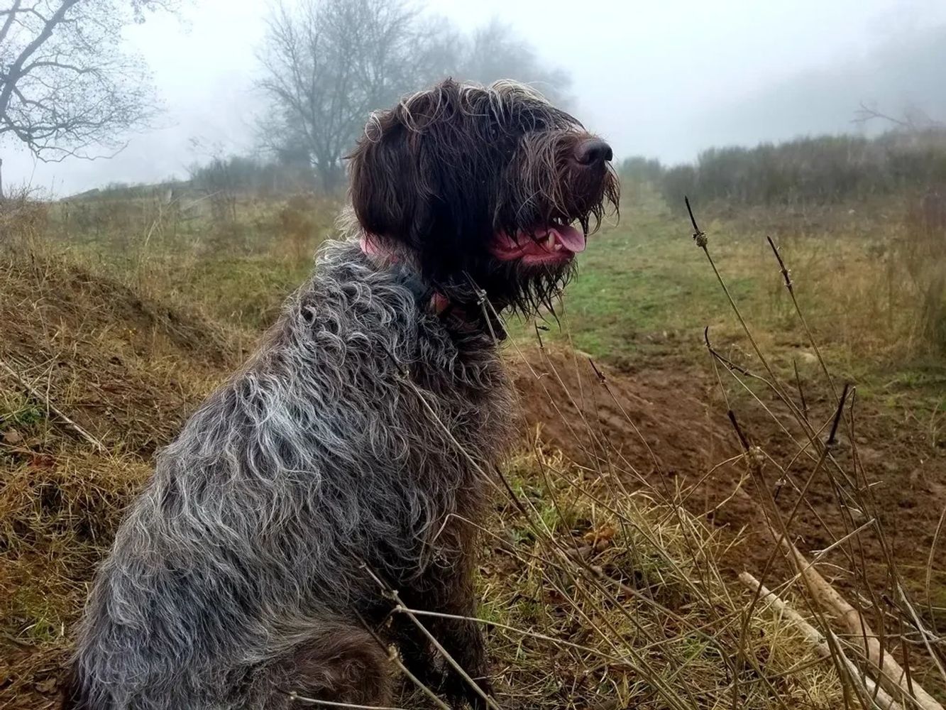 OsTreats - Pet Treats, Ostrich