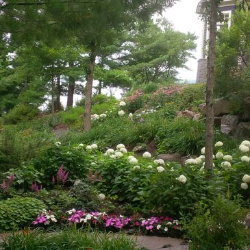 Hydrangea, muskoka, gardens, colour, annuals, maintenance, Lake, visions in bloom. pretty, plant