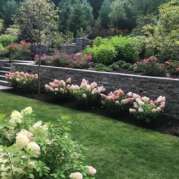 Hydrangeas, muskoka, property maintenance, lawn, perennials, shrubs, fertilizer, seasonal, gardener