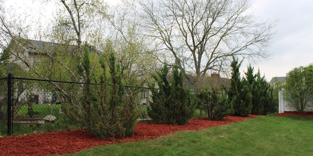 A row of evergreen shrubs with red mulch in a suburban backyard.