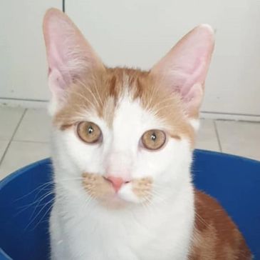 Flocci with his bright yellow eyes looking at the camera