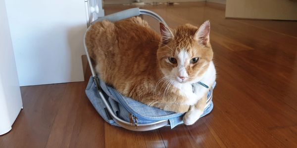 Mr Fry the ginger tabby laying on his carry basket