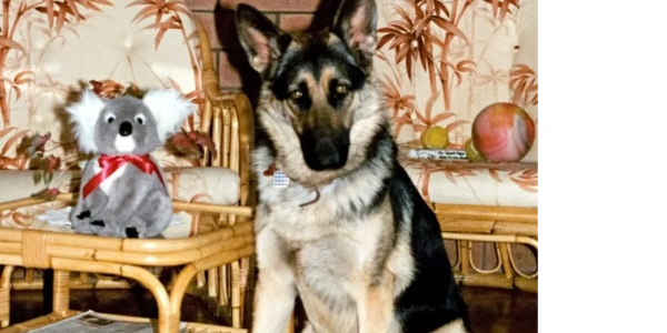 Sharna the German Shepherd watching the world go by