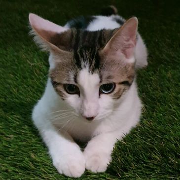 Pecco laying outside on the grass