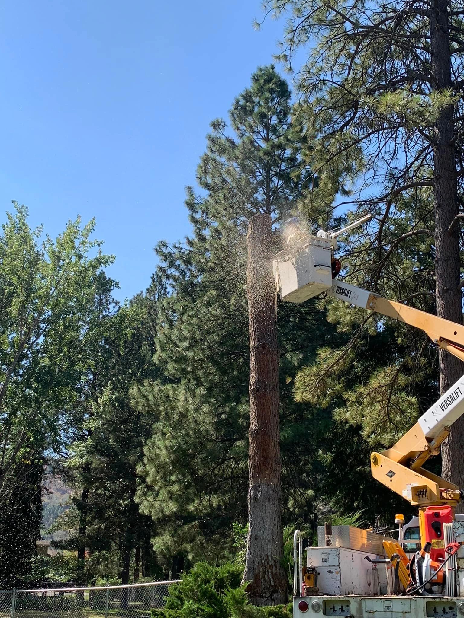 Blue Line Home and Tree