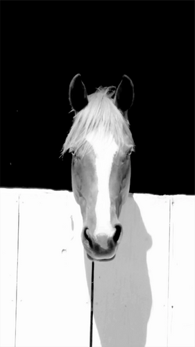 horse looking out of stable