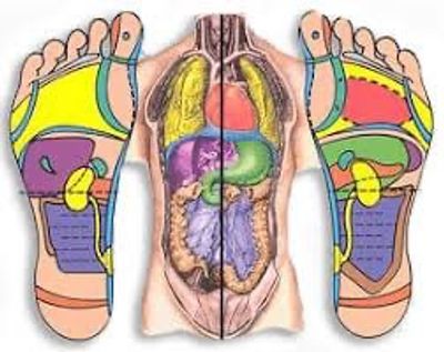 Internal organs of the body with feet at either side replicated with internal organs 