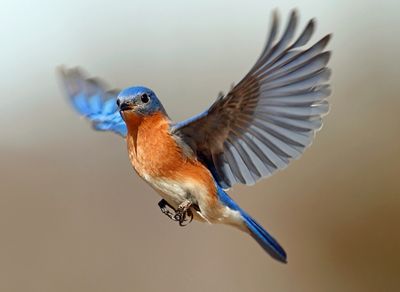 A blue and orange bird in mid-flight with wings spread wide.