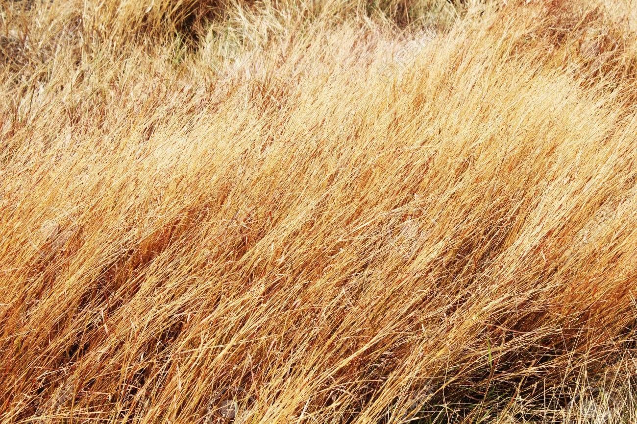 Friendly (but final) Reminder about Backyards and Garbage Cans