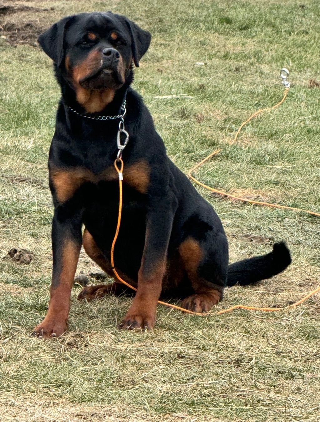 Ava
