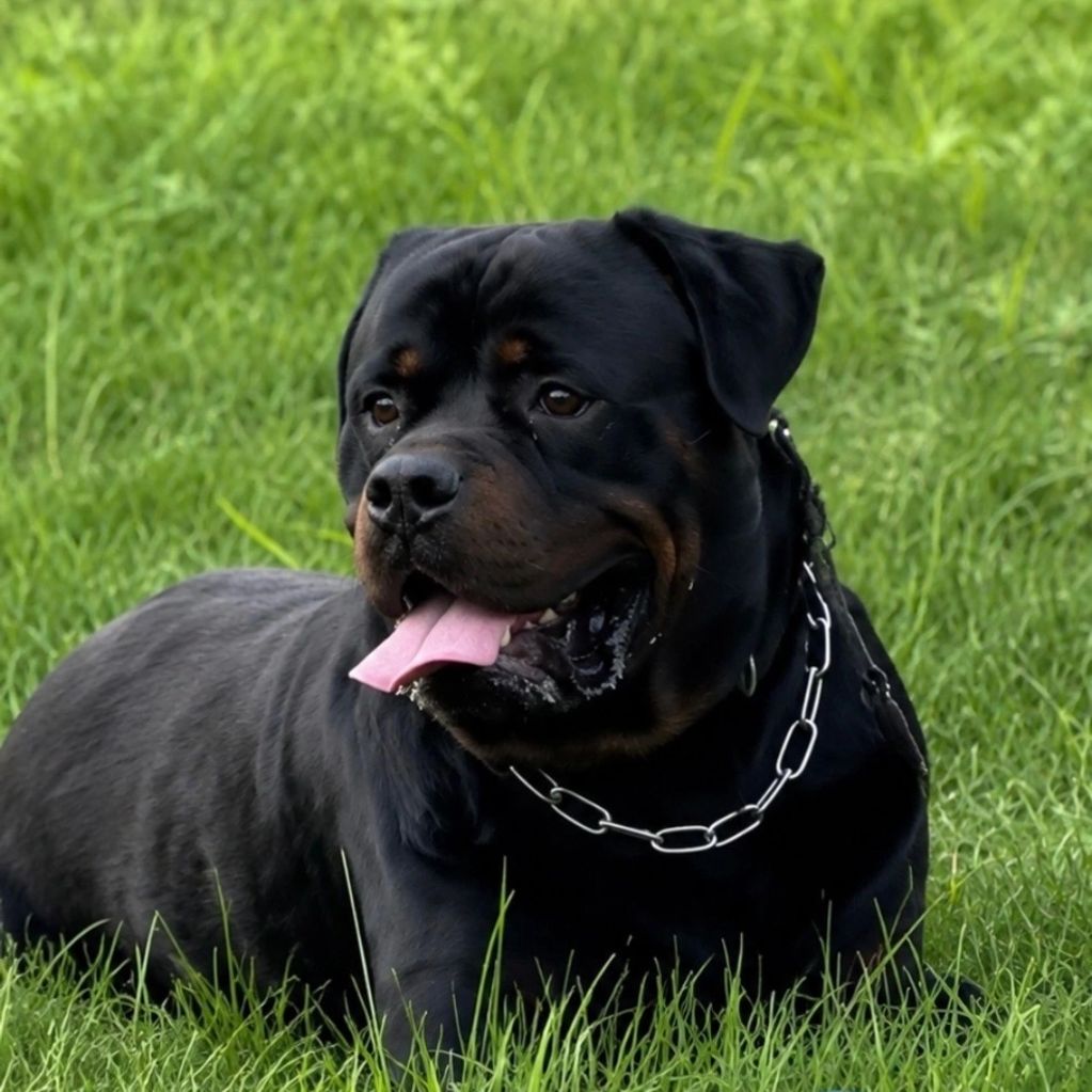 Rottweiler dog lying on green grass.