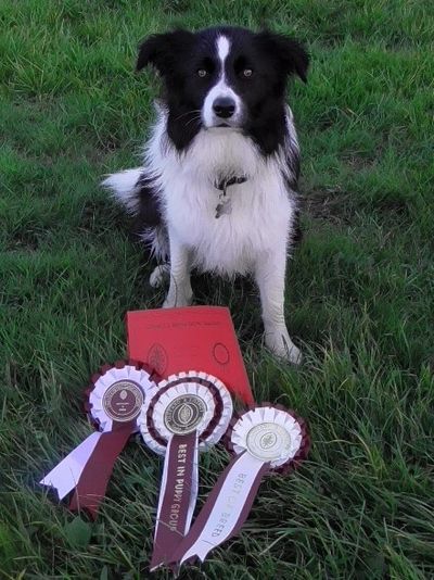 Qualified Crufts 2018