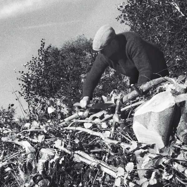 hedgelaying in Devon 