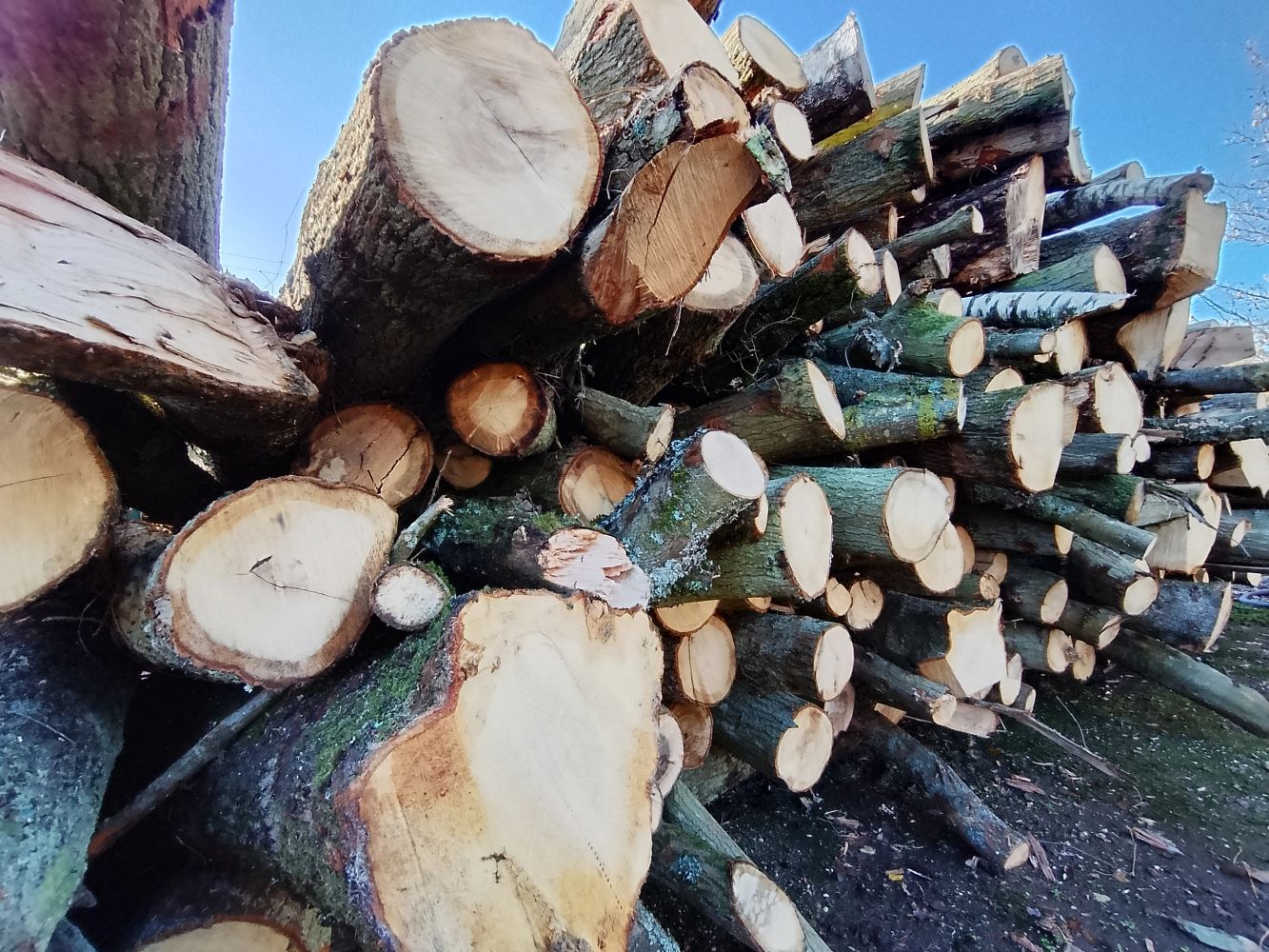A large stack of cut tree logs under a clear sky.