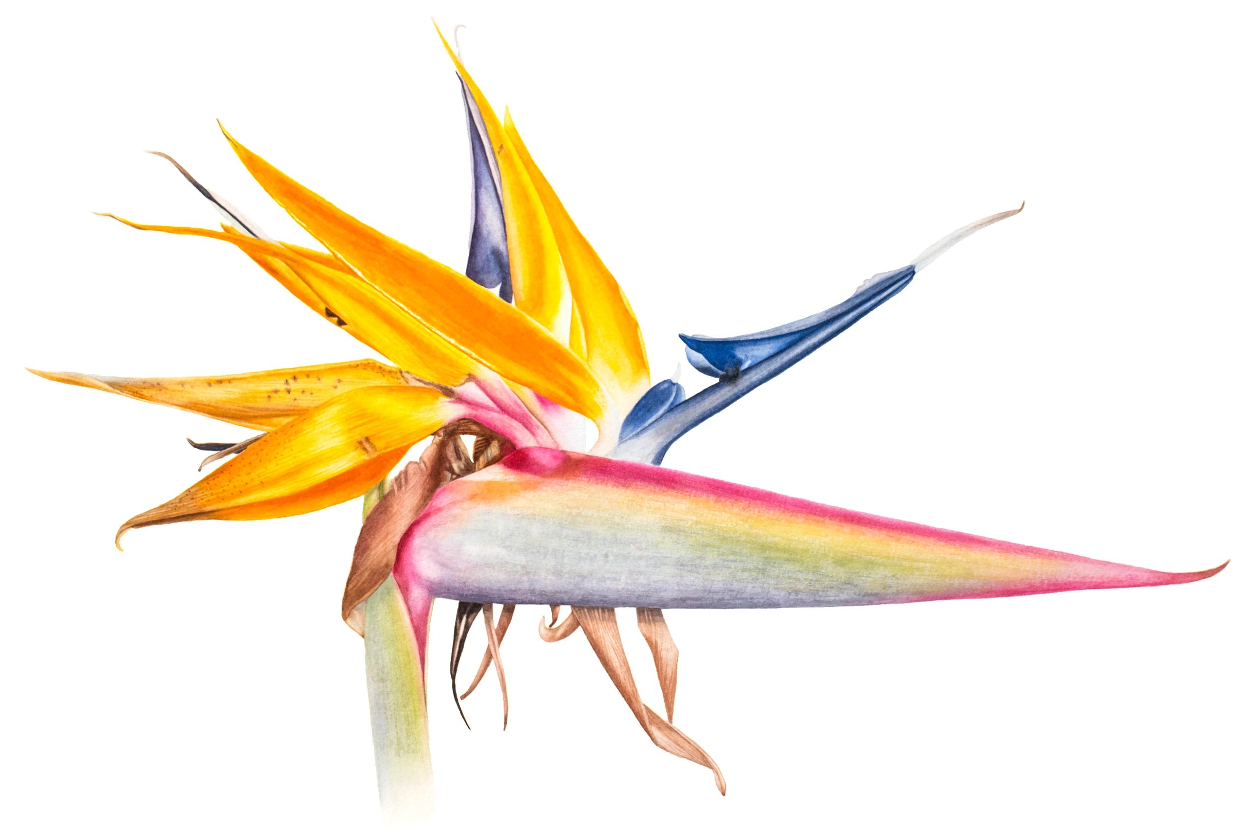 "BIRD OF PARADISE" Strelitzia x reginae, Watercolor on paper 15" X 21" © 2018
