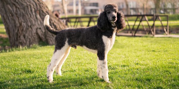 sheepadoodle puppies for sale
unique sheepadoodle
medium sheepadoodle
best doodle
sheepadoodle for sale
available sheepadoodles
tiny sheepadoodles
old Eniglish sheepdog
poodle