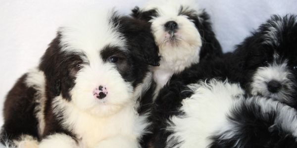 sheepadoodle puppies for sale
unique sheepadoodle
medium sheepadoodle
best doodle
sheepadoodle for sale
available sheepadoodles
tiny sheepadoodles
old Eniglish sheepdog