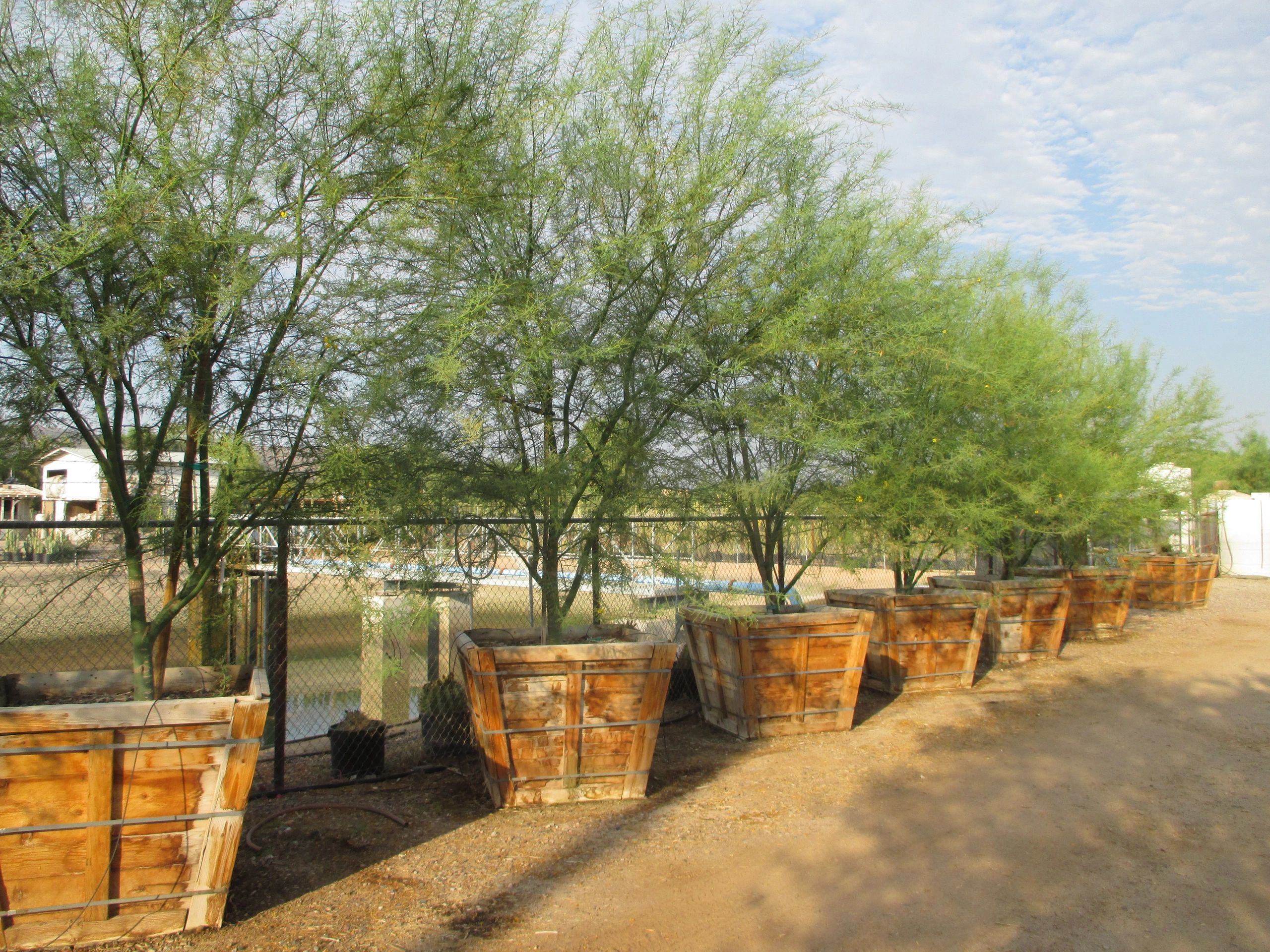 Wholesale Tree Farm Clear Creek Tree Farm