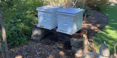 Two beehives installed in an apiary.