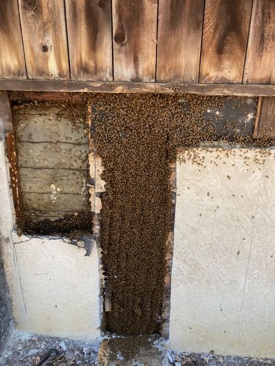 A bee colony in a wall. 