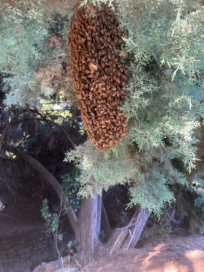 A swarm of bees clustered in a tree. 