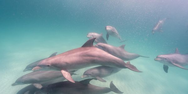 A pod of dolphins swimming underwater in clear ocean water.