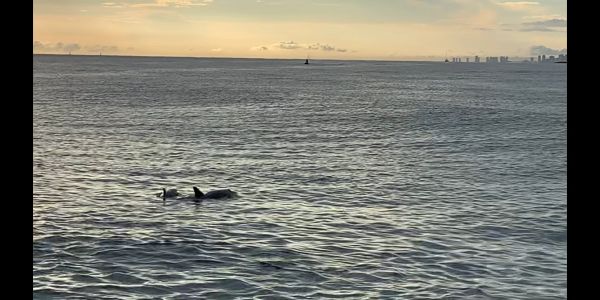 Two dolphins swimming near the shore at sunset.