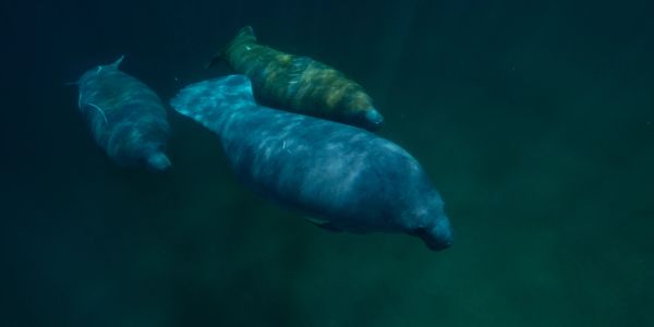 A trio of manatees swimming underwater in deep blue water.