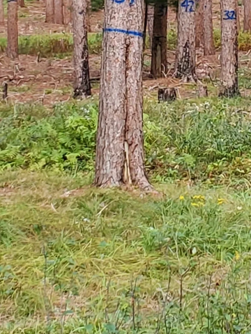 Tree has defect in butt.  Cut above defect.