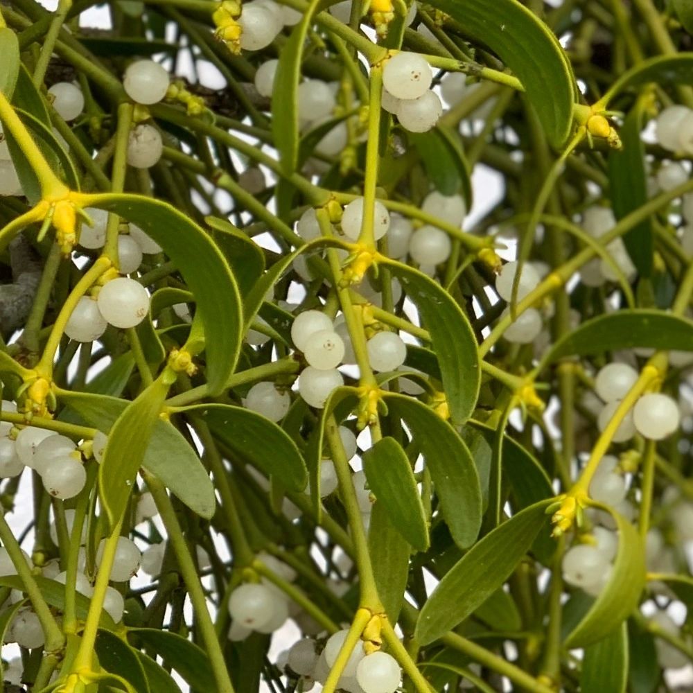 Mistletoe Clinic | Kinesiology in Berkshire