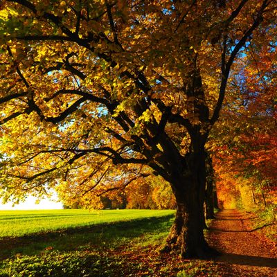 Tree with a path in Autumn