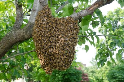 Bee Candy for the Winter Months  Apiaries & Bees for Communities