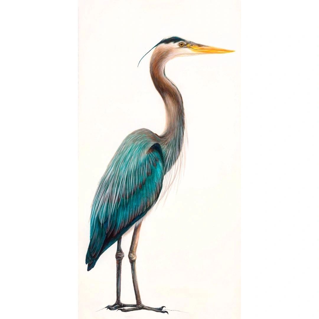 A detailed illustration of a blue heron with vibrant feathers and a long neck.