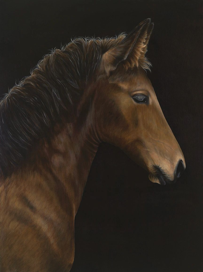 Profile of a brown horse against a black background.
