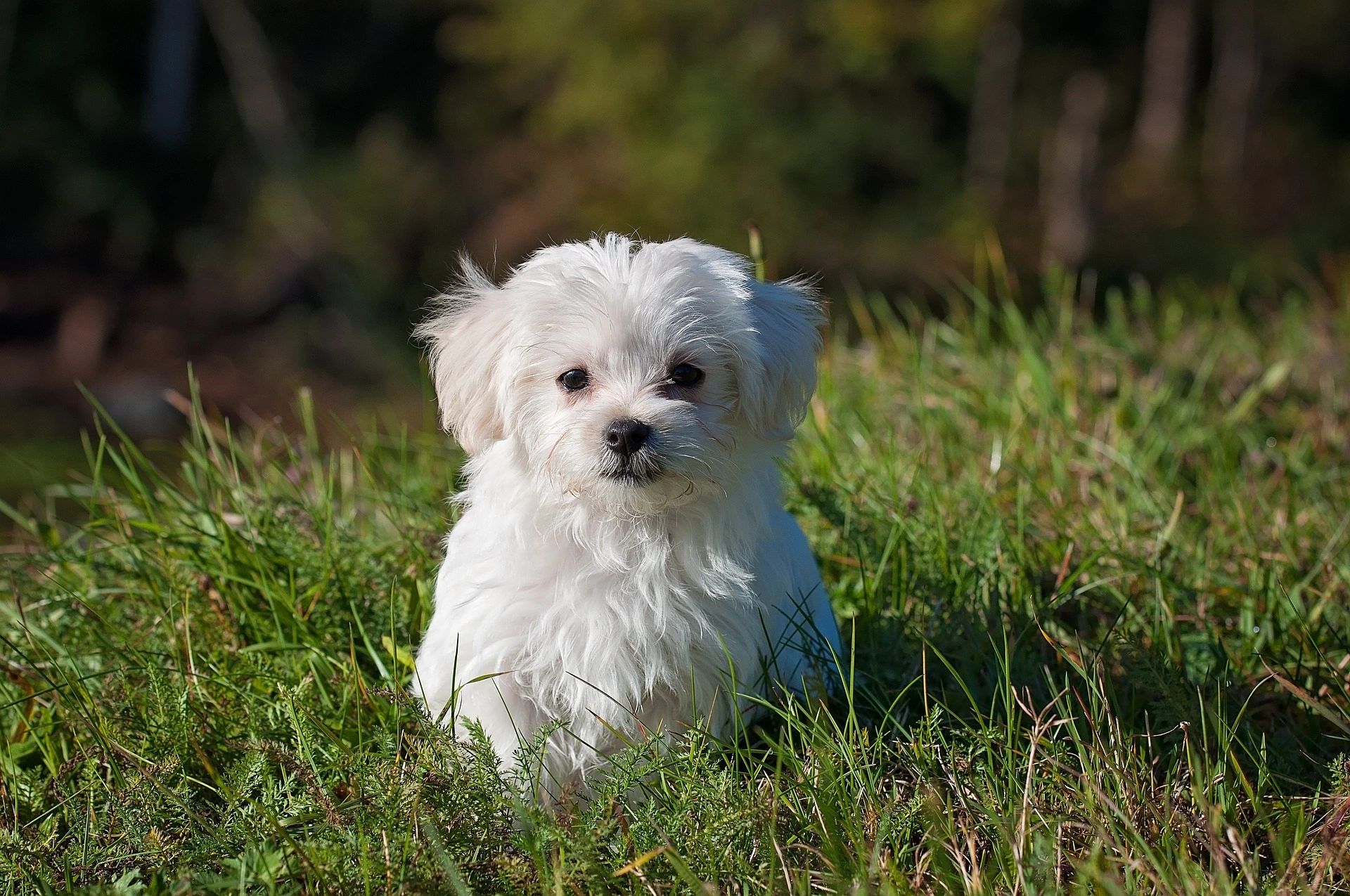 Cool Paws Dog Grooming