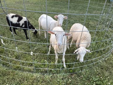 Four sheep inside a round metal pen on grass.