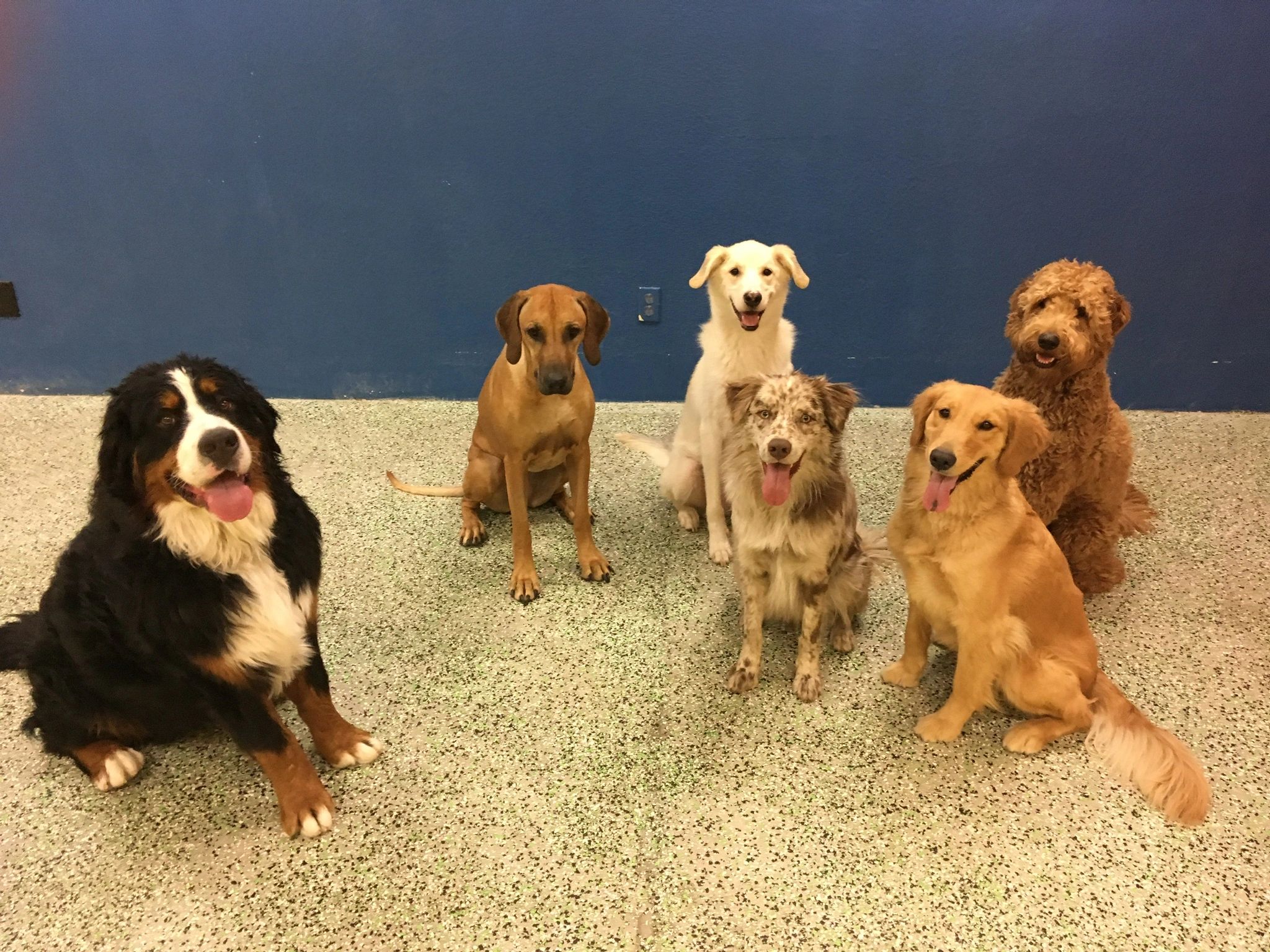 Dog Training Classes, Behavior Modification, Dog Training The