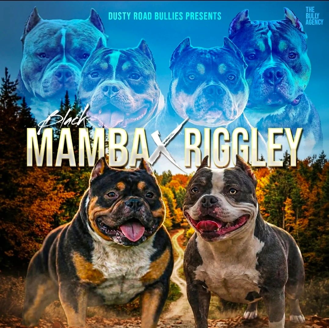 Promotional image featuring two American Bully dogs named Black Mamba and Riggley.
