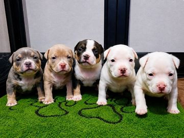 This litter has been nearly 2 years in planning. Bred for excellence. These are Foundation Level, Sh