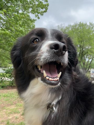Happy black and white dog outdoors.