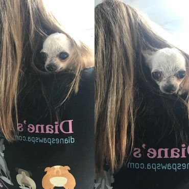 Tiny dog peeks out from behind a woman's long hair and black shirt.