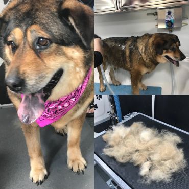 A dog with a pink bandana after a grooming session with lots of fur shed.