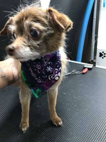 Small dog wearing a colorful bandana standing on a textured surface.